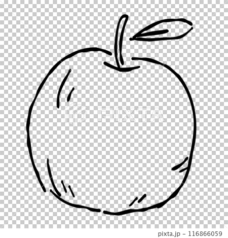 秋を彩る、りんごのおしゃれな手描きイラスト　線画のみ 116866059