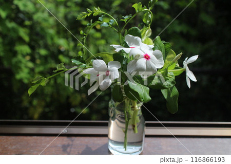 窓辺に生けたニチニチソウの花 116866193