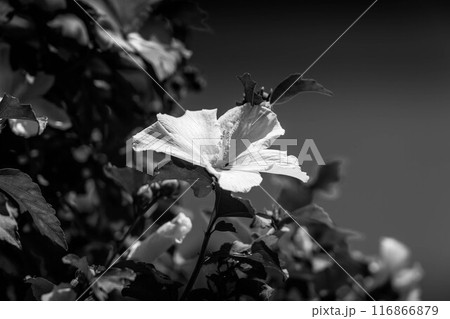 真夏の花～木槿～ 116866879