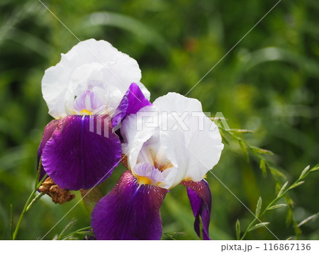 ジャーマンアイリス 116867136