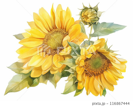 水彩で描いたひまわり 116867444