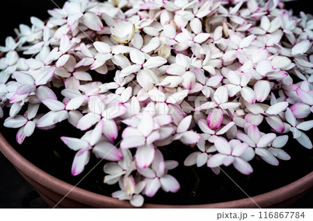 鉢植えの花 116867784