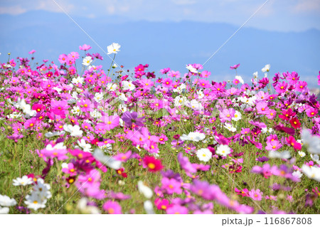 秩父の山並みとコスモスの花畑 116867808