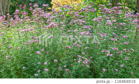 旅する神秘の蝶アサギマダラ飛来(光芒を浴びているフジバカマの花に蝶々) 阿蘇くじゅう花公園(大分県) 旅する神秘の蝶アサギマダラ飛来(光芒を浴びているフジバカマの花に蝶々) 阿蘇くじゅう花公園(大分県) 116868018