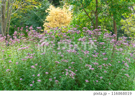 旅する神秘の蝶アサギマダラ飛来(光芒を浴びているフジバカマの花に蝶々)　阿蘇くじゅう花公園(大分県) 116868019