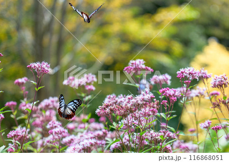 旅する神秘の蝶アサギマダラ飛来(光芒を浴びているフジバカマの花に蝶々)　阿蘇くじゅう花公園(大分県) 116868051