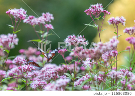 旅する神秘の蝶アサギマダラ飛来(光芒を浴びているフジバカマの花に蝶々) 阿蘇くじゅう花公園(大分県) 旅する神秘の蝶アサギマダラ飛来(光芒を浴びているフジバカマの花に蝶々) 阿蘇くじゅう花公園(大分県) 116868080