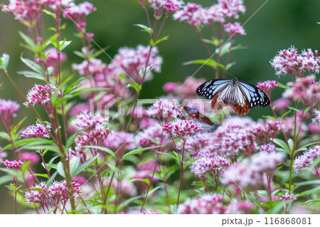 旅する神秘の蝶アサギマダラ飛来(光芒を浴びているフジバカマの花に蝶々)　阿蘇くじゅう花公園(大分県) 116868081