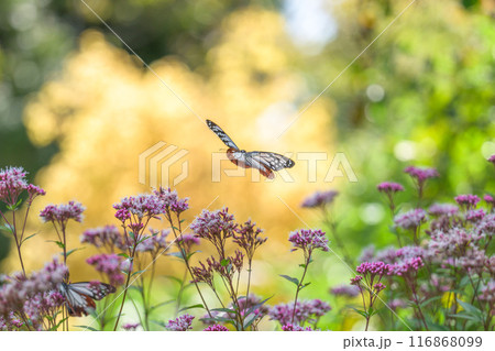 旅する神秘の蝶アサギマダラ飛来(光芒を浴びているフジバカマの花に蝶々)　阿蘇くじゅう花公園(大分県) 116868099