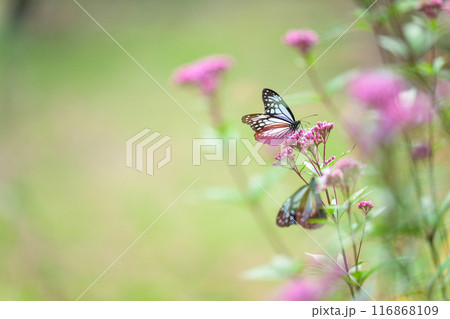 旅する神秘の蝶アサギマダラ飛来(光芒を浴びているフジバカマの花に蝶々) 阿蘇くじゅう花公園(大分県) 旅する神秘の蝶アサギマダラ飛来(光芒を浴びているフジバカマの花に蝶々) 阿蘇くじゅう花公園(大分県) 116868109