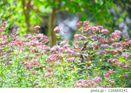旅する神秘の蝶アサギマダラ飛来(光芒を浴びているフジバカマの花に蝶々)　阿蘇くじゅう花公園(大分県) 116868141