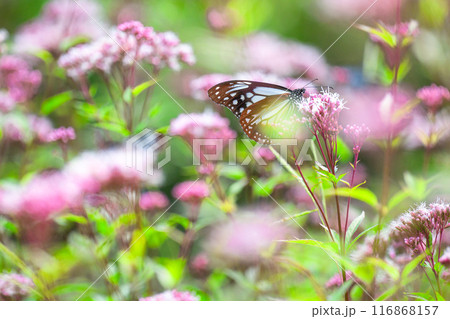 旅する神秘の蝶アサギマダラ飛来(光芒を浴びているフジバカマの花に蝶々)　阿蘇くじゅう花公園(大分県) 116868157