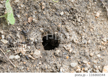 地面に空いた穴 地面に空いた穴 116868344