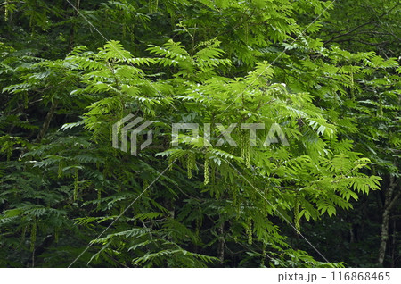 サワグルミの果穂 116868465