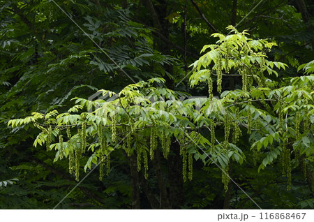 サワグルミの果穂 サワグルミの果穂 116868467