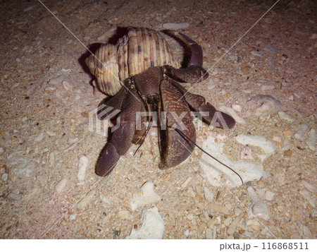 夜の砂浜にいたオオナキオカヤドカリ 116868511