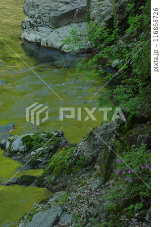 渓流風景 116868726