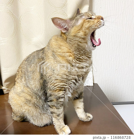 あくびしている横顔の茶キジ猫 あくびしている横顔の茶キジ猫 116868728