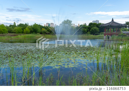 Hanbat Arboretum summer garden in Daejeon, Korea 116868753