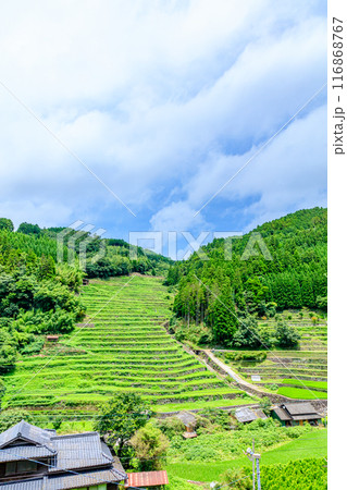 夏の石積の棚田　福岡県八女市 116868767