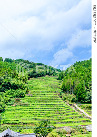 夏の石積の棚田　福岡県八女市 116868768