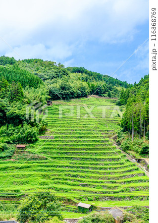 夏の石積の棚田 福岡県八女市 夏の石積の棚田 福岡県八女市 116868769