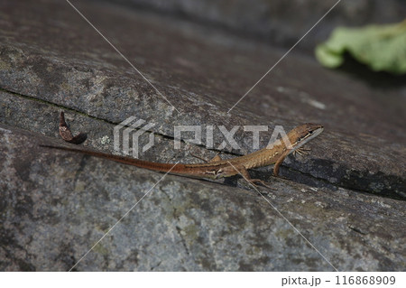 かなへび かなへび 116868909