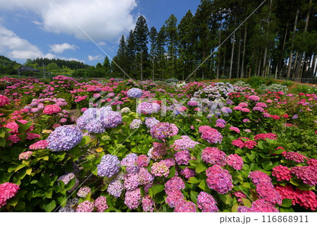 茨城県北茨城市華川町小豆畑　アジサイの名所北茨城あじさいの森の色とりどりの紫陽花の群生 116868911