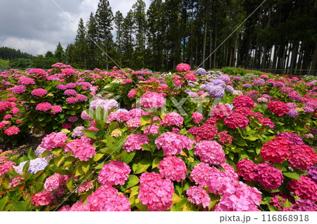 茨城県北茨城市華川町小豆畑　アジサイの名所北茨城あじさいの森の色とりどりの紫陽花の群生 116868918