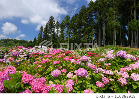 茨城県北茨城市華川町小豆畑　アジサイの名所北茨城あじさいの森の色とりどりの紫陽花の群生 116868919