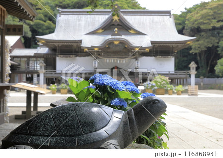 宝くじの高額当選で有名な茨城県の酒列磯前（さかつらいそさき）神社の幸運の亀石像とアジサイの青い花 116868931