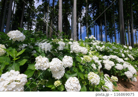 茨城県北茨城市華川町小豆畑 アジサイの名所北茨城あじさいの森の白い紫陽花アナベルの小路 茨城県北茨城市華川町小豆畑 アジサイの名所北茨城あじさいの森の白い紫陽花アナベルの小路 116869075