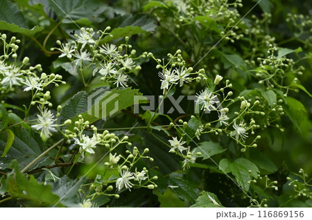 山野に咲くボタンヅルの白い花 山野に咲くボタンヅルの白い花 116869156