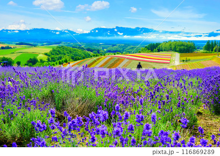 ラベンダー畑と花の丘 116869289