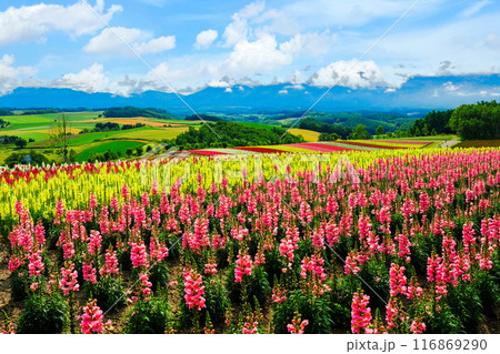 美しい花の丘1 116869290