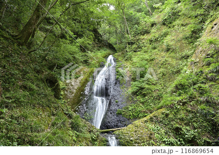 新緑の中の阿寺の七滝 新緑の中の阿寺の七滝 116869654