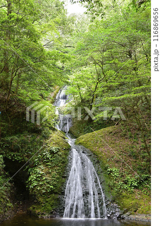 新緑の中の阿寺の七滝 116869656