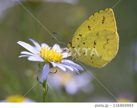 デイジーの花のキチョウ 116869993