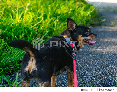 散歩中の小型犬・チワワ・ミニピン 散歩中の小型犬・チワワ・ミニピン 116870087