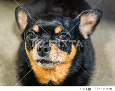ソファで寝転ぶ小型犬 116870626