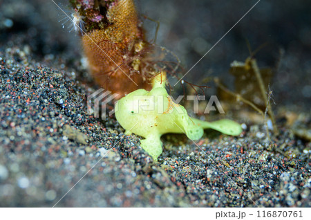 カエルアンコウ 116870761