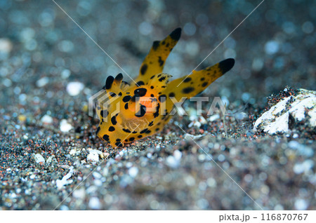 カンナツノザヤウミウシ カンナツノザヤウミウシ 116870767