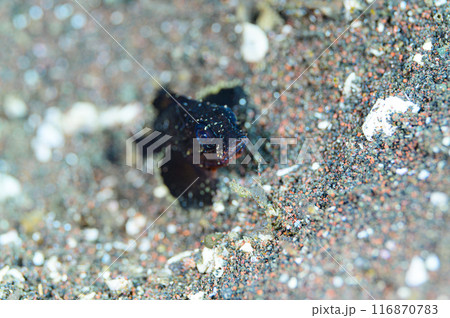 ヒレナガカサゴ 116870783