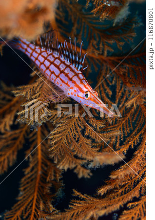 クダゴンベ 116870801