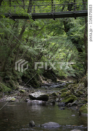 渓谷の川の流れ　清流と夏休みの冒険や秘境のイメージ  116870883