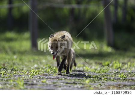 散歩中のキタキツネの親子 116870956
