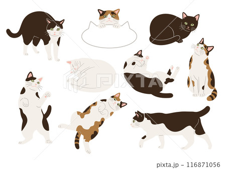 いろいろな柄とポーズの猫のイラスト 116871056