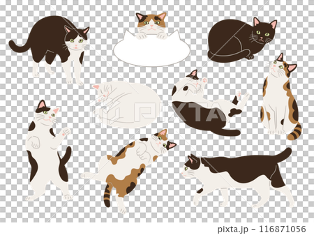 いろいろな柄とポーズの猫のイラスト 116871056