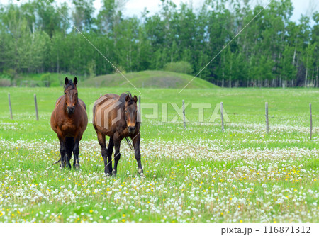Two brown horses are standing in the farm green pasture. Two brown horses are standing in the farm green pasture. 116871312