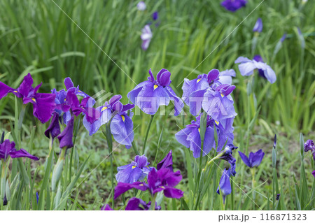 ハナショウブの花 116871323